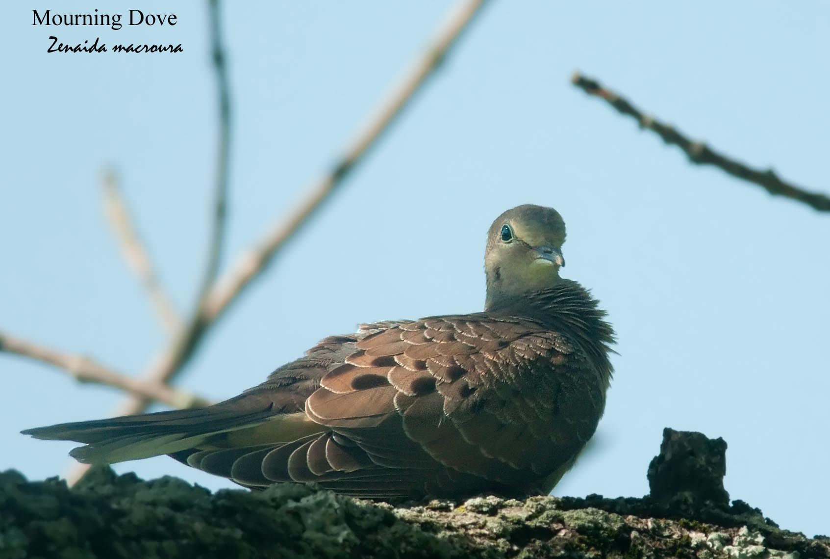 Mourning Dove